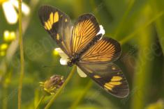 Borboleta 27 <em>(909)</em>