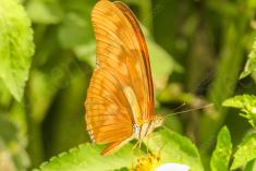 Borboleta 28 <em>(910)</em>