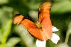 Borboleta 29 <em>(911)</em>
