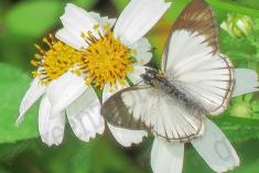 Borboleta 30 <em>(912)</em>