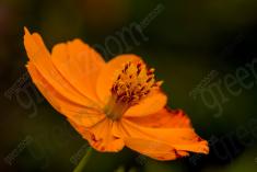 Flor 122 <em>(915)</em>