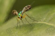 Mosca II <em>(916)</em>