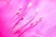 Flor 123 <em>(918)</em>