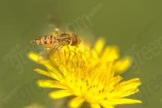 inseto 184 <em>(919)</em>