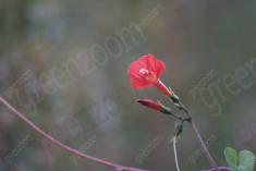 Flor 124 <em>(920)</em>