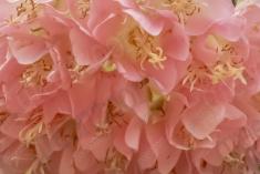 Flor 125 <em>(921)</em>