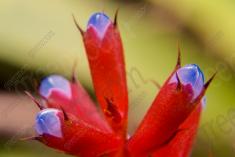 Flor XXVIII <em>(922)</em>