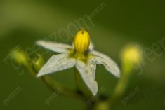 Flor 126 <em>(923)</em>