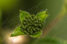 Flor 72 <em>(924)</em>