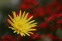 Flor 127 <em>(925)</em>