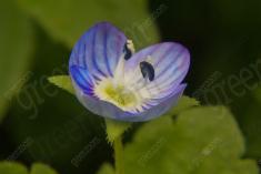 Flor 128 <em>(926)</em>