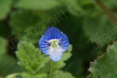 Flor 129 <em>(927)</em>