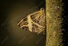 Mariposa 21 <em>(929)</em>
