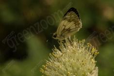 Mariposa 22 <em>(930)</em>
