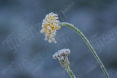 Flor 130 <em>(936)</em>