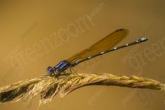 Donzelinha 11 <em>(937)</em>