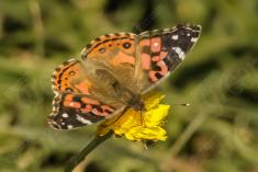 Borboleta 36 <em>(942)</em>