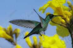 Beija Flor 25 <em>(943)</em>
