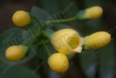 Flor 131 <em>(944)</em>