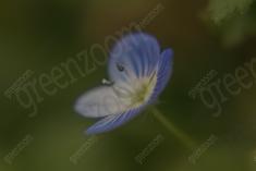 Flor XXXIV <em>(946)</em>