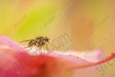 Inseto 162 <em>(948)</em>