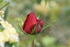 Flor 73 <em>(949)</em>