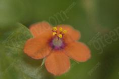 Flor 74 <em>(950)</em>