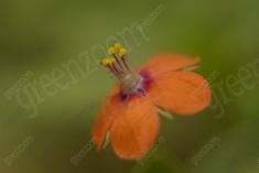 Flor 132 <em>(951)</em>