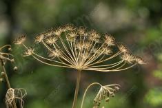 Flor 75 <em>(952)</em>