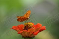 Borboleta 37 <em>(953)</em>