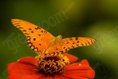 Borboleta 39 <em>(954)</em>