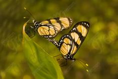 Borboleta 31 <em>(956)</em>