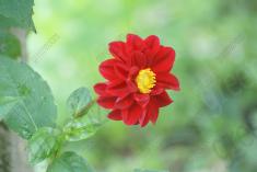 Flor 76 <em>(957)</em>