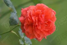 Flor 77 <em>(958)</em>