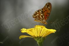 Borboleta 40 <em>(959)</em>