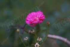 Flor 78 <em>(960)</em>