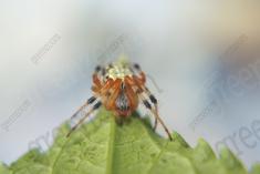 Aranha 1 <em>(962)</em>