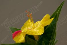 Flor 79 <em>(963)</em>