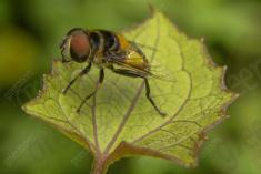 Inseto 165 <em>(965)</em>