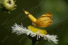 Borboleta 41 <em>(968)</em>