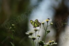 Borboleta 42 <em>(969)</em>
