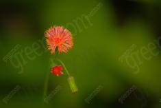Flor 100 <em>(97)</em>