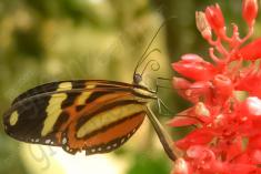Borboleta 43 <em>(970)</em>
