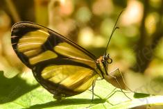 Borboleta 44 <em>(971)</em>