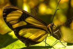 Borboleta 33 <em>(972)</em>