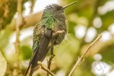 Beija Flor 26 <em>(973)</em>