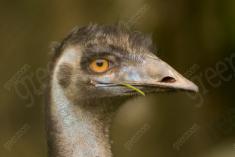 Avestruz I <em>(975)</em>