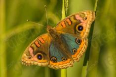 Borboleta 32 <em>(976)</em>