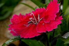 Flor 95 <em>(977)</em>