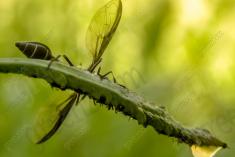 Inseto 167 <em>(978)</em>